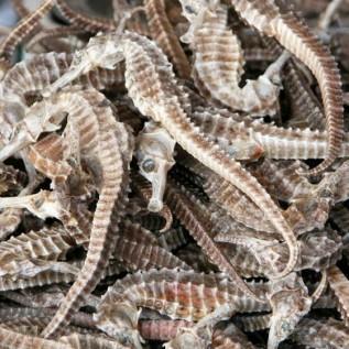 Thebest- kuda laut kering asli besar 8cm 3biji