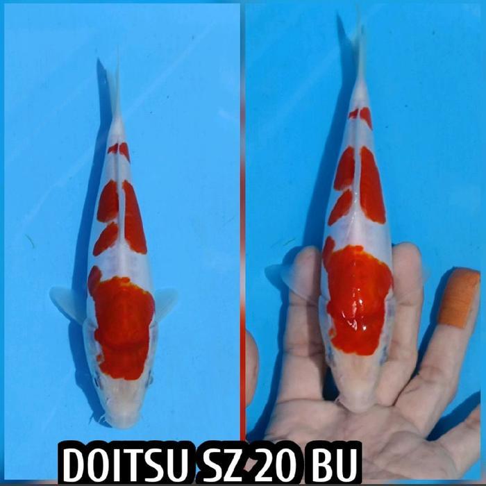 TEREMURAHTERLARIS READY SILAHKAN DIORDER IKAN KOI BLITAR KOHAKU DOITSU READY SANKE CHAGOI SHOWA DLL