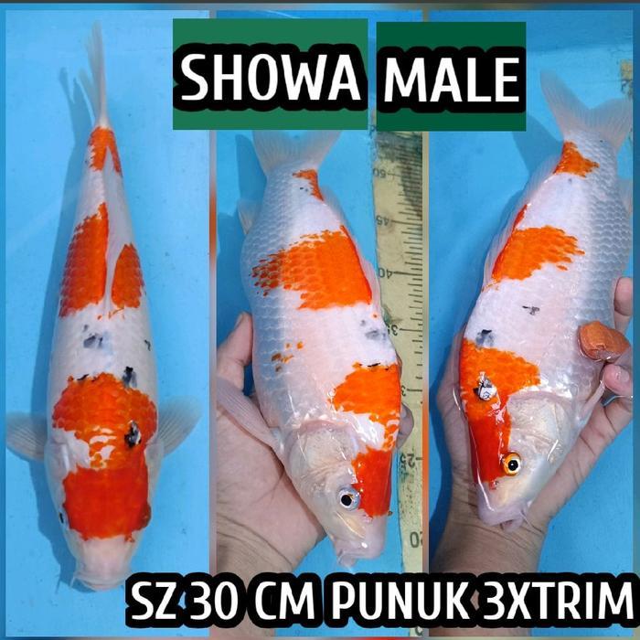 TEREMURAHTERLARIS READY SILAHKAN DIORDER KOI BLITAR SHOWA READY KOHAKU CHAGOI SANKE SHUSUI DLL