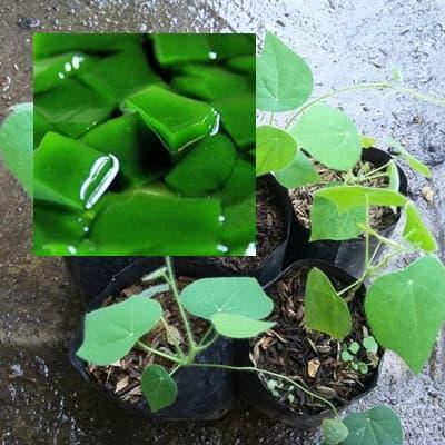 "New" Bibit Daun Cincau Bulu Cincau Rambat Cincau Hijau Bibit Cincau