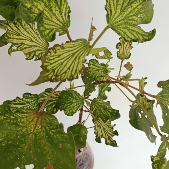 Tanaman Hias Waru Wayang