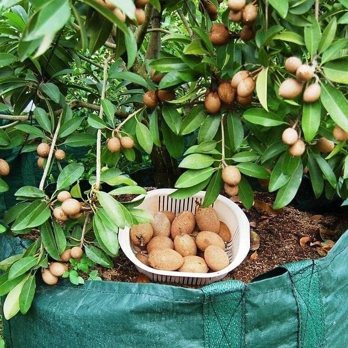 Pesona_Mimin Planter Bag 45 Liter Tambulampot Polybag Ukuran Besar Pot Tanaman Buah