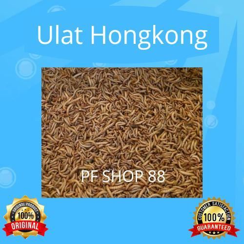 Ulat Hongkong Hidup pakan burung/ikan