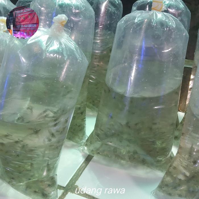 udang rawa hidup pakan ikan mas