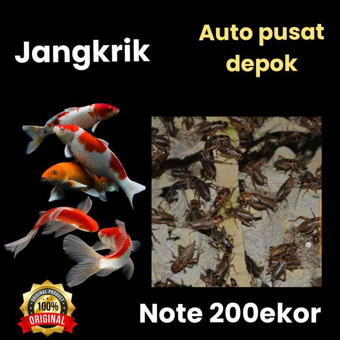 jangkrik hidup buat pakan ternak / burung / ikan