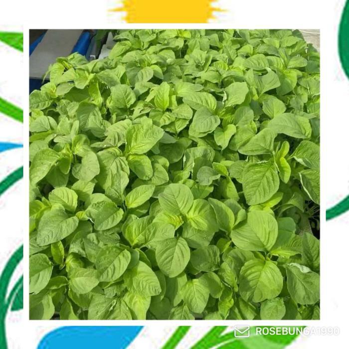 5000 Benih Bayam Hijau MAESTRO - Bayam hijau cabut
