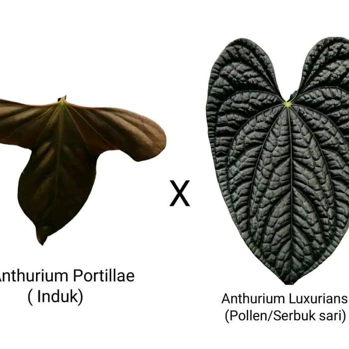 anthurium portillae x luxurians