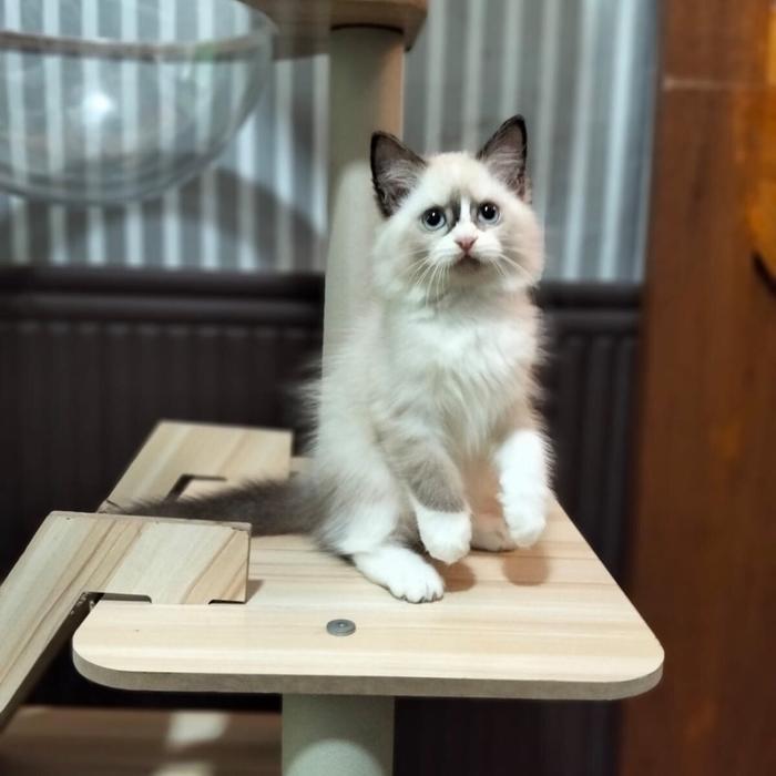 PROMO MURAH kucing ragdoll betina