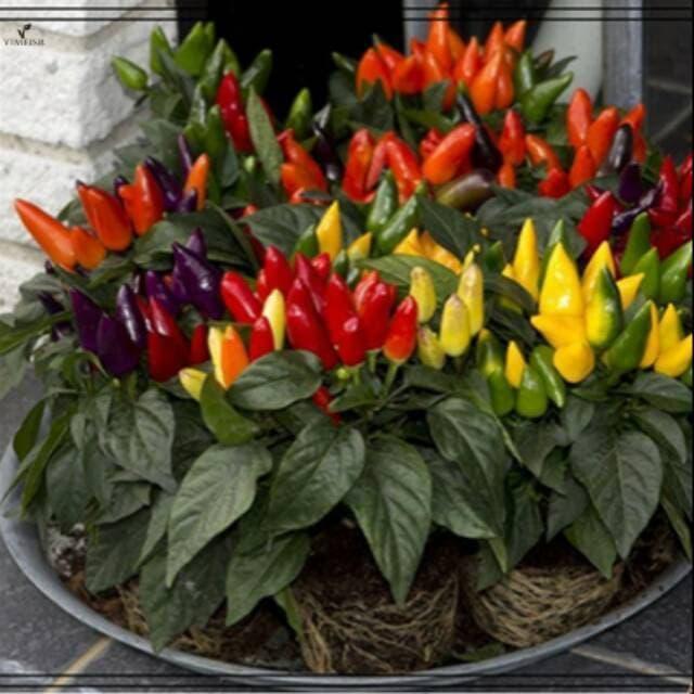 Biji Bonsai Cabe Ornamental Pepper Bonsai Mix