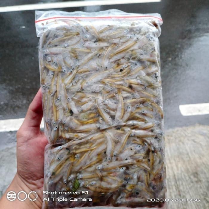 Ikan cere air tawar beku - makanan ikan predator pakan ikan karnivora