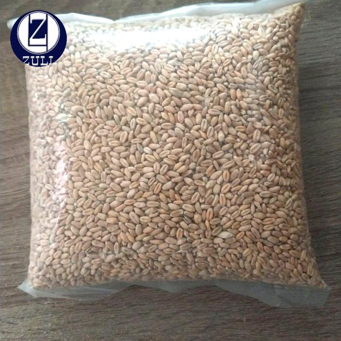 Gandum 1kg Gandum Pakan Hewan Ternak Gandum Kupas