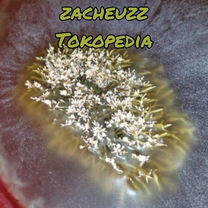 N3W spora bibit biang jamur JAKABA pupuk organik