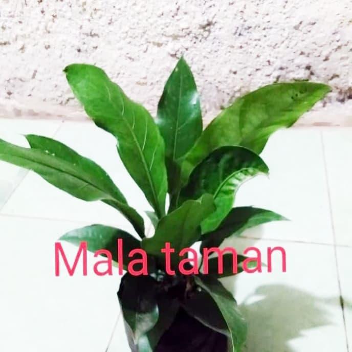 tanaman antorium jermani