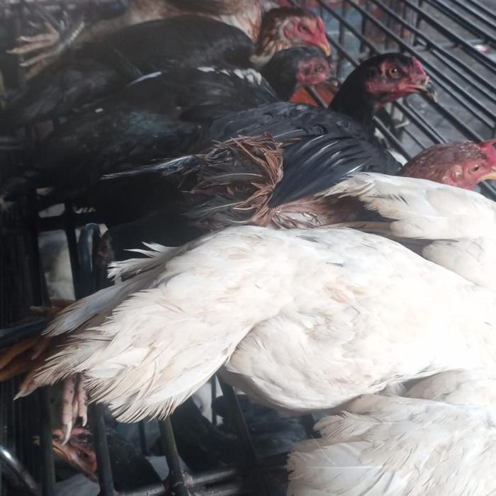 "New" Ayam Kampung Muda Fresh Perekor