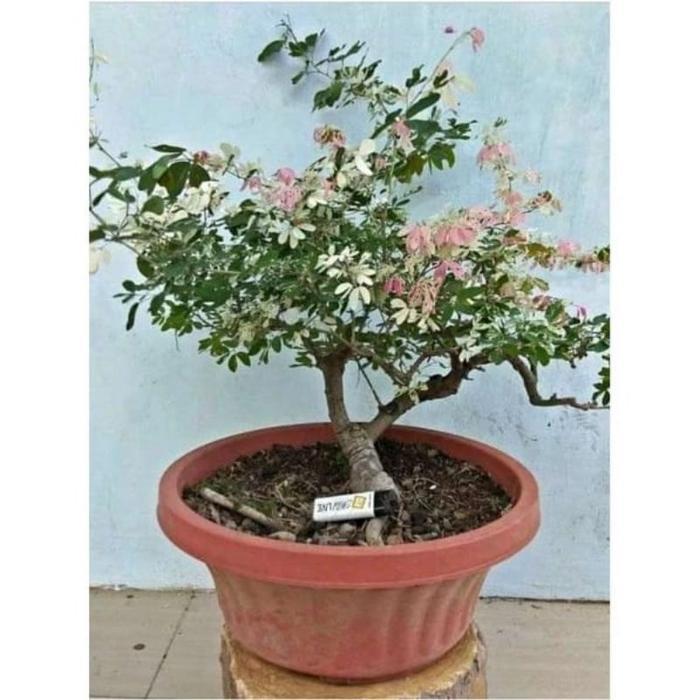 tanaman asem Londo varigata tanaman hias dan bahan bonsai