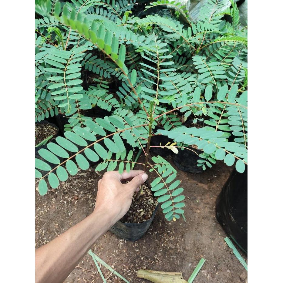 Swaylineshop Bibit Pohon Turi Merah - Tanaman Turi Bunga Merah Langka