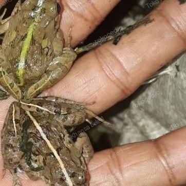 Kodok Sawah pakan Arowana/ikan predator