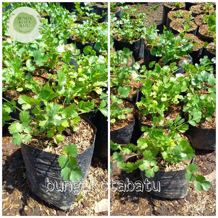 Bibit Tanaman Daun Ketumbar