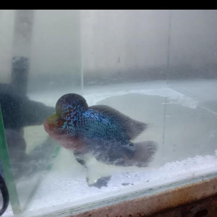 Ikan Louhan Srd Thailand