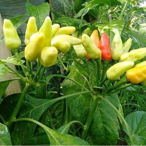 "New" [TERLARIS] BIJI/BENIH CABE TUMPUK PRENTUL KLASTER