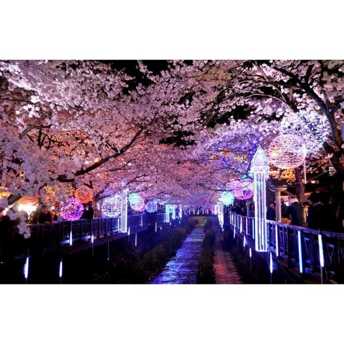 hiasan dinding plus bingkai gambar bunga sakura malam hari ukuran 65x45cm