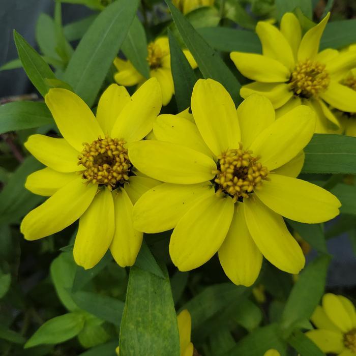 Pesona_Mimin Biji Bunga Zinnia Mini Mix