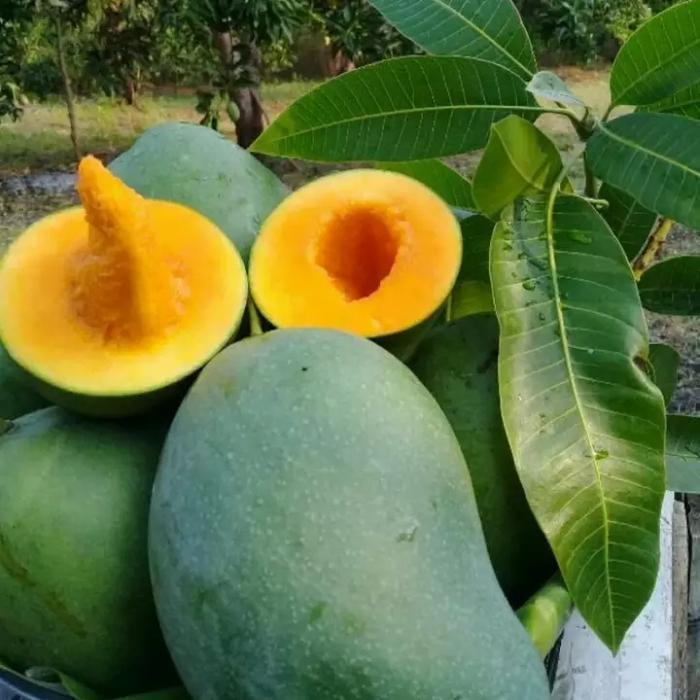 Pesona_Mimin Boster Mangga/Pupuk Boster Mangga Cepat Berbuah