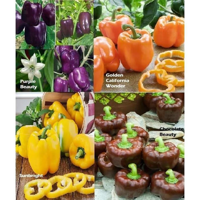 PAKET HEMAT Bibit / Benih / Biji Paprika isi 4 Jenis Warna Menarik