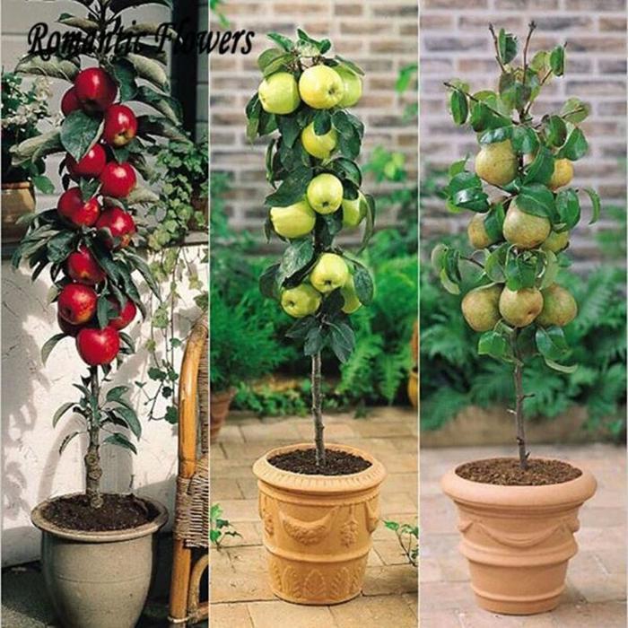 Benih Biji Buah Apel Bonsai Import
