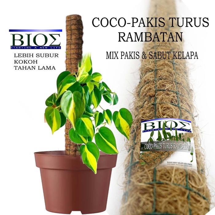 Terbaru Turus Rambatan Coco-Pakis Mix Pakis & Sabut Kelapa Ukuran 45Cm Dan 90Cm Tiang Rambat