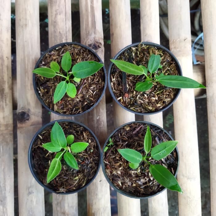 Tanaman Hias Lidah Gajah Anthurium Warocqueanum Baby