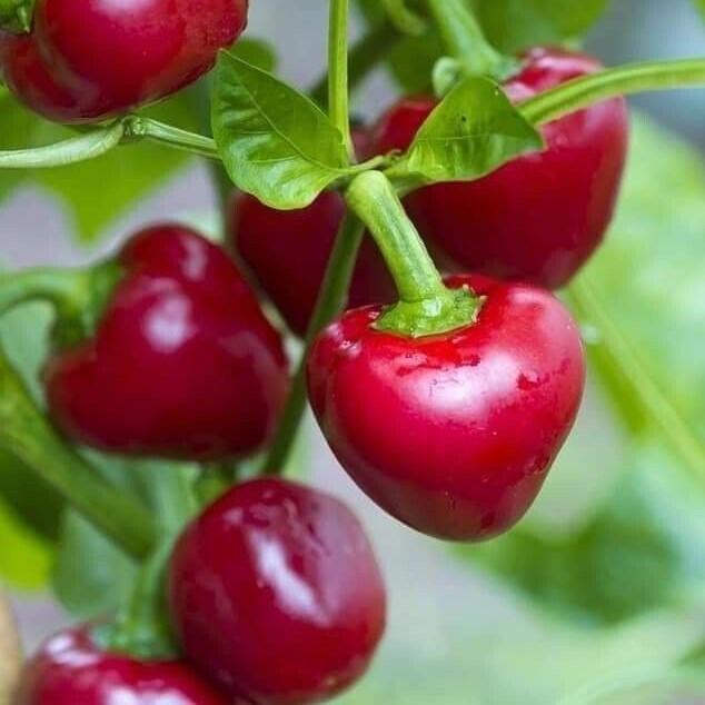 Swaylineshop 100 Butir Biji Benih Cabe Hias Bulat Cabe Cherry Merah (Kemasan Original Pabrik Impor)