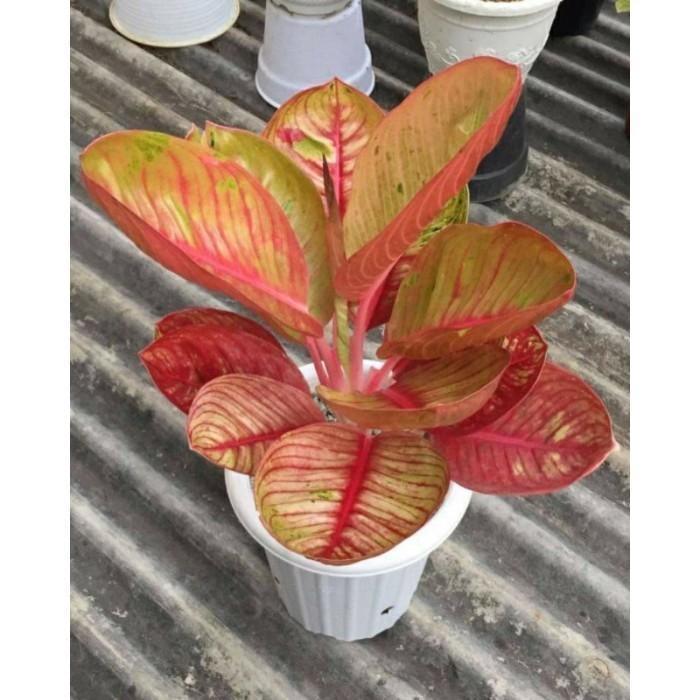 Swaylineshop Bonggol Aglonema Goliat Merah Indukan Jumbo