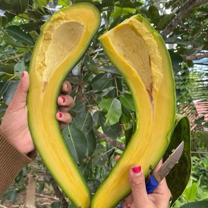 Bibit Alpukat Sab-034 // Bibit Alpukat Lonjong