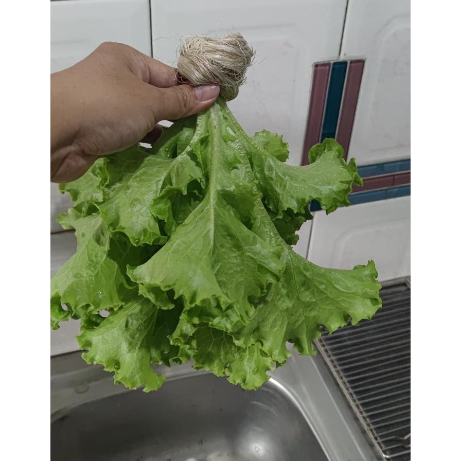 GRATIS ONGKIR 1000 butir benih selada RZ jonction / rz junction / benih bibit selada keriting hijau