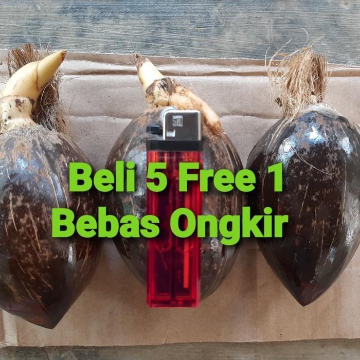 bibit/bahan bonsai kelapa gading minion termurah