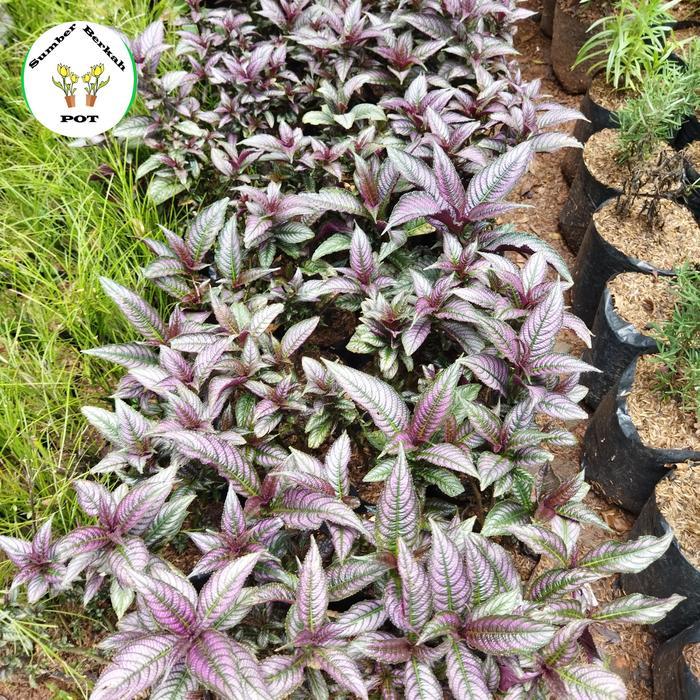 Tanaman Hias Strobilanthes Dyeriana - Pecah Beling Ungu - Keji Beling