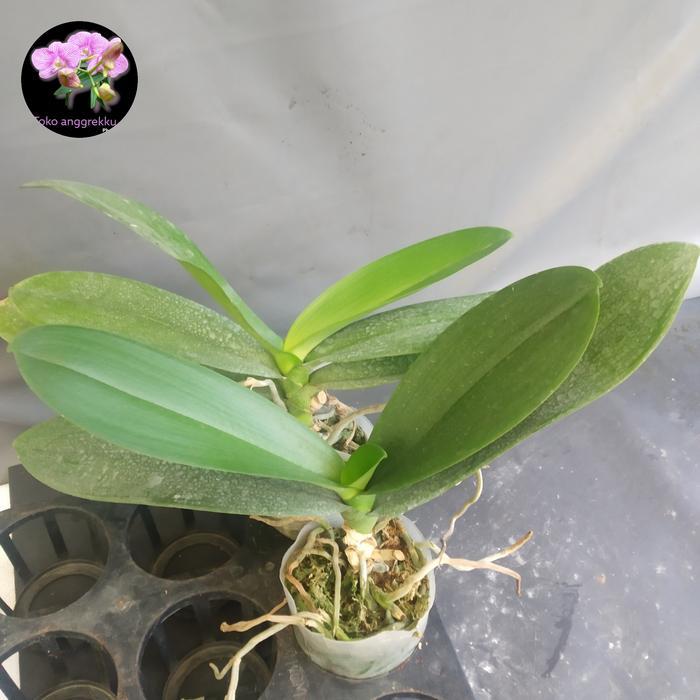 Anggrek Bulan Dewasa (Pasca Siap Berbunga)