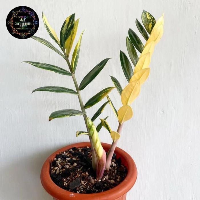 Dollar zamia culcas varigata /tanaman Zamia Culcas varigata