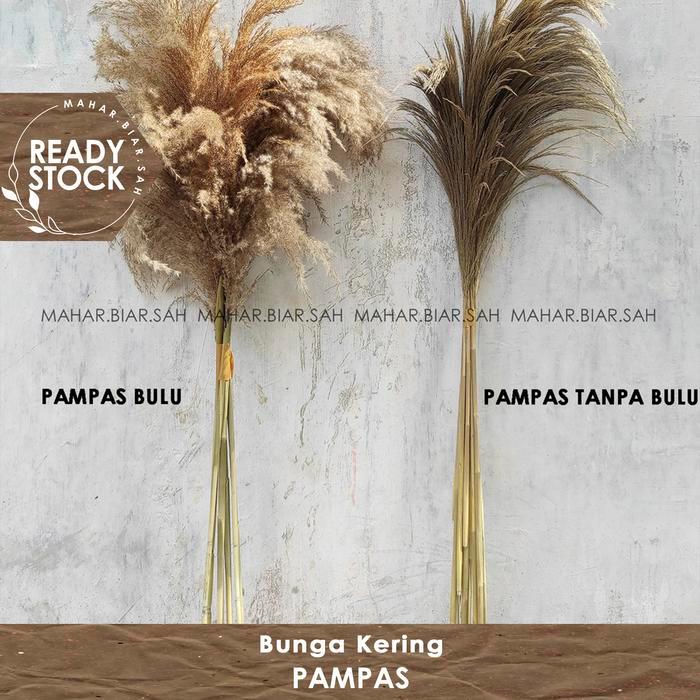1 Tangkai Bunga Kering Pampas lokal natural / dried pampas