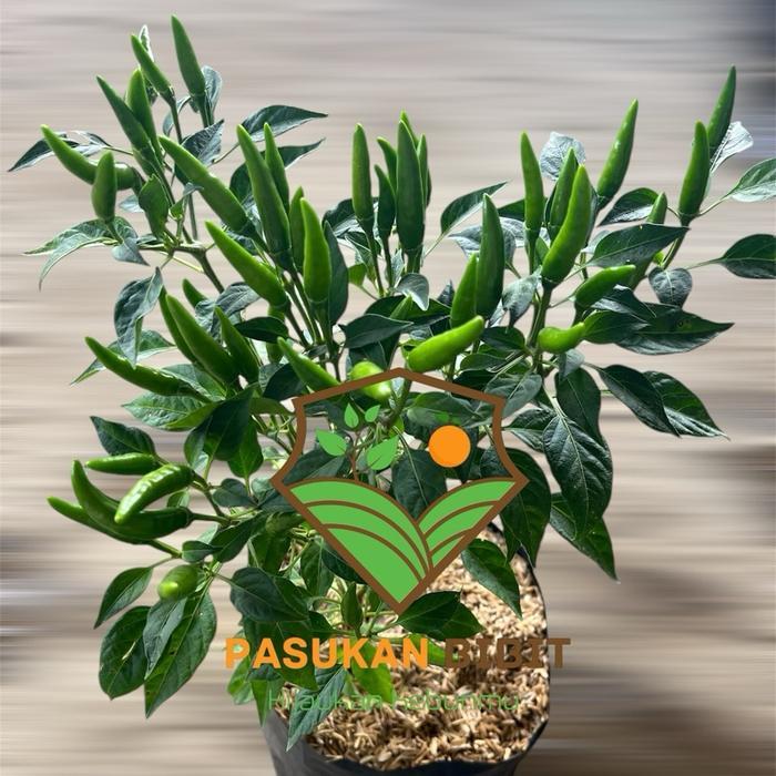 TANAMAN CABE RAWIT HIJAU / CABE LALAP / CABE GORENGAN