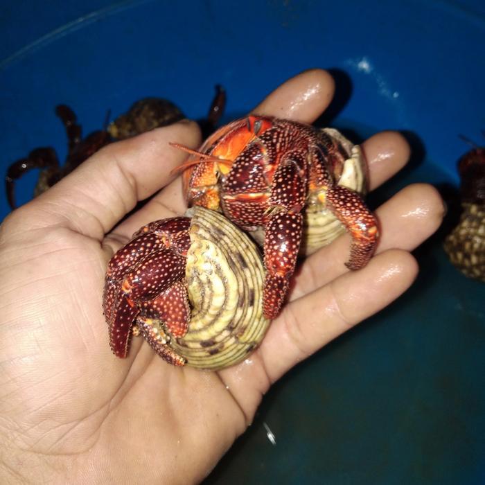 DISKON KELOMANG DRAK PERLATUS