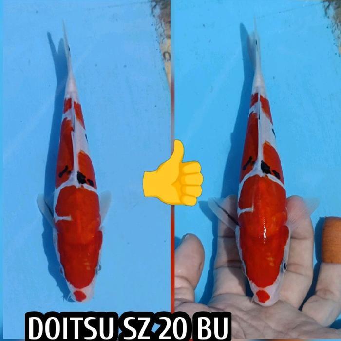 TEREMURAHTERLARIS READY SILAHKAN DIORDER KOI BLITAR KOHAKU SANKE DOITSU READYJUGA KOHAKU SHOWA