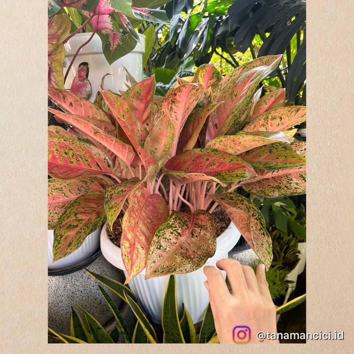 Aglonema Rimbun Aglonema Big Roy Lulaiwan Only 1 Pot Putih 45Cm