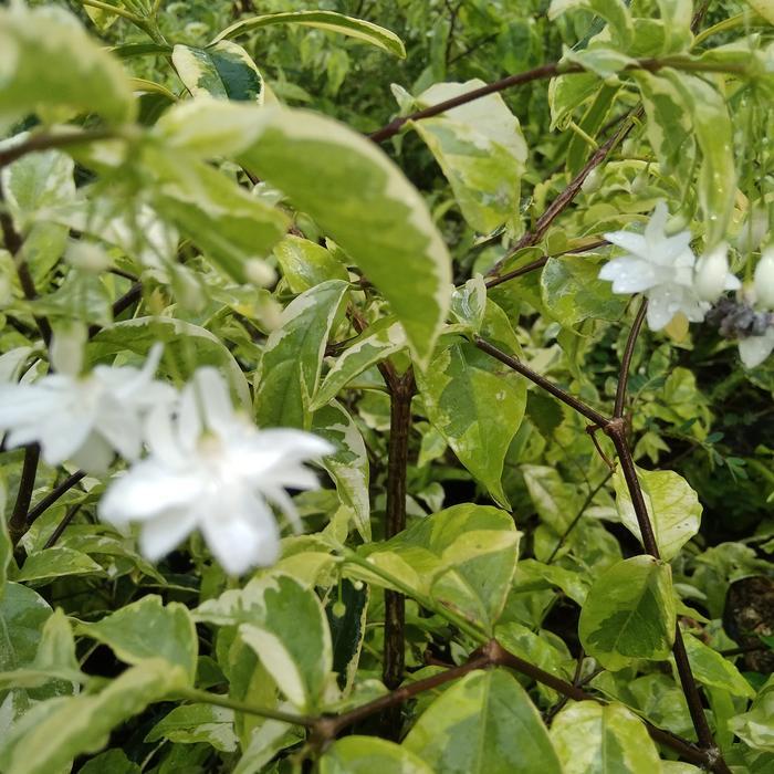 tanaman bahan bonsai bunga anting putri bunga tumpuk tanaman hias
