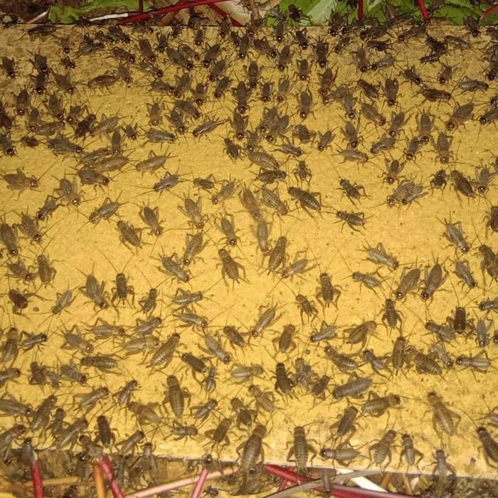 Jangkrik Alam Hidup Pakan Burung Ikan Reptil Free Toples Jangkrik