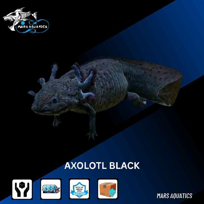 TEREMURAHTERLARIS READY SILAHKAN DIORDER IKAN HIAS AXOLOTL BLACK SALAMANDER AXOLOTL HITAM
