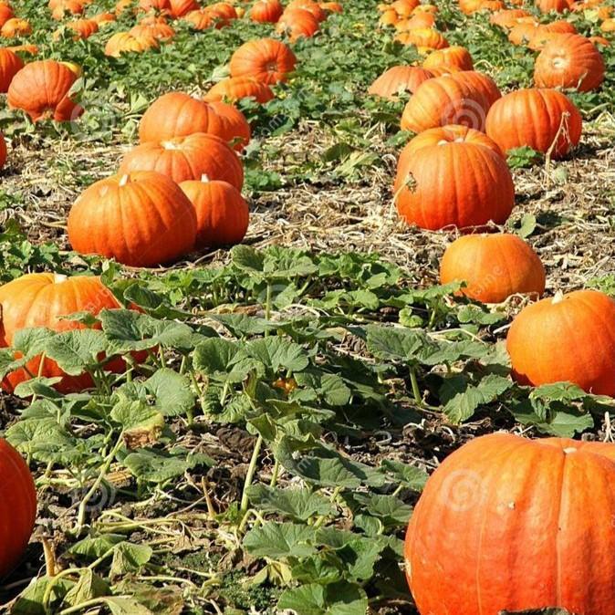 Swaylineshop Kemasan Premium (-+10 Butir) Biji Benih Labu Kuning Jumbo Raksasa