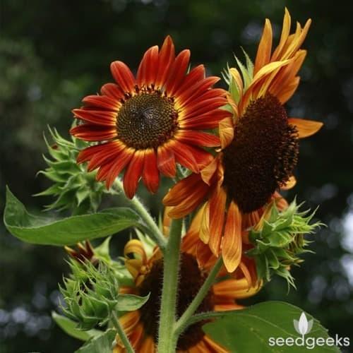 Bibit / Benih Biji Bunga Matahari Merah VELVET QUEEN isi 10 biji