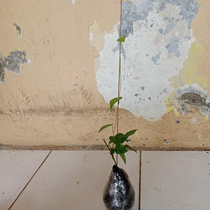 Bibit Tanaman Cincau Jelly Rambat Jual Tanaman Cincau Jelly Rambat Jelly Hijau